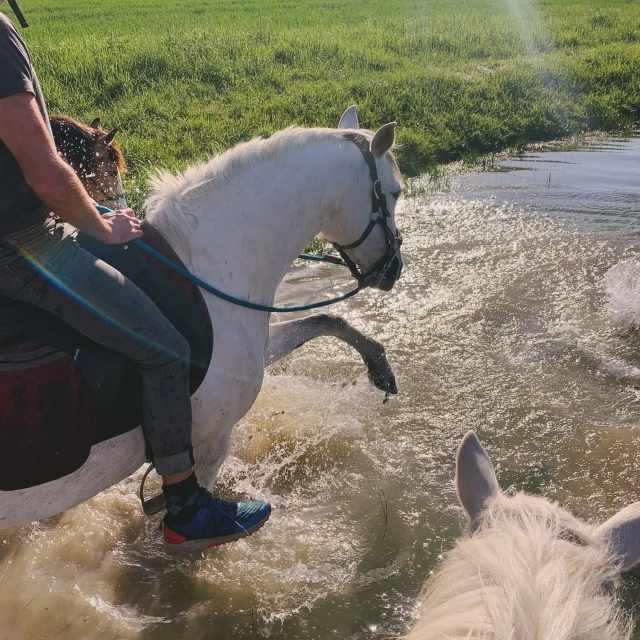  Pbaños a caballo en el agua 