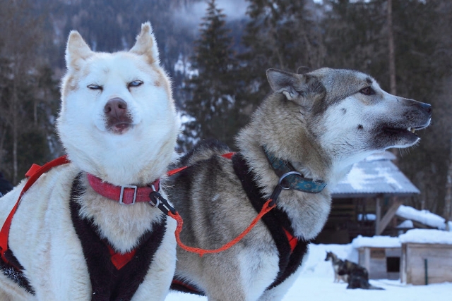  Listo para la sesión de mushing 