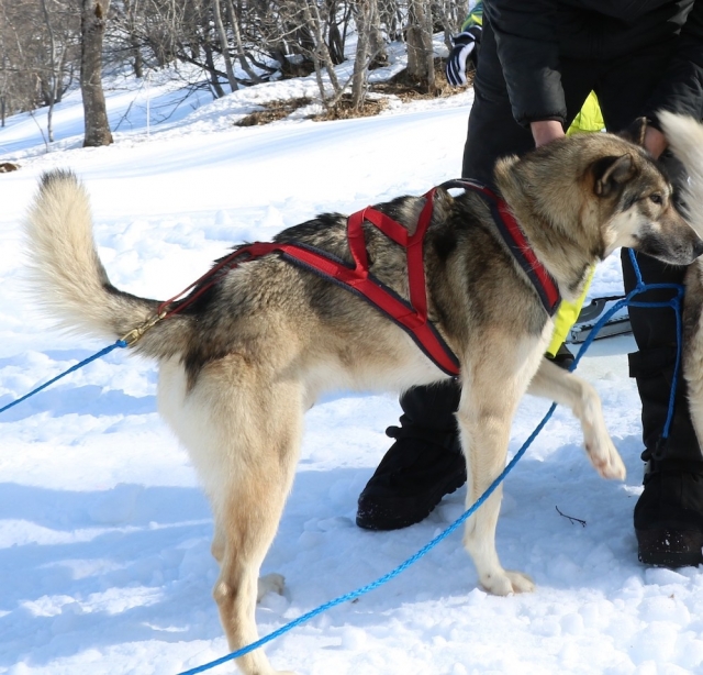  Equipando a uno de nuestros perros 