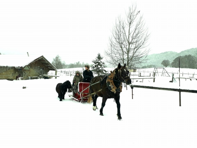  Paseo en trineo de caballos 