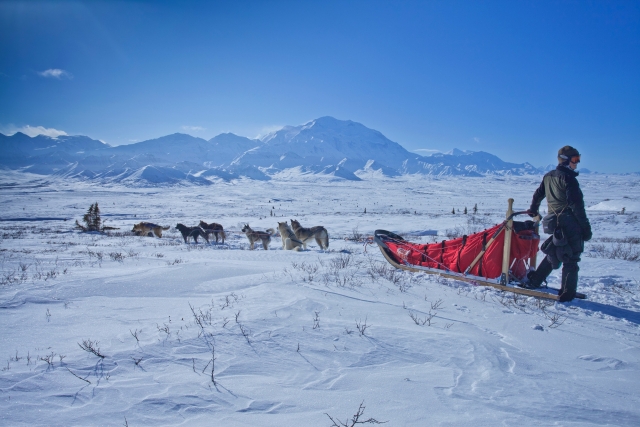  Con un musher experto