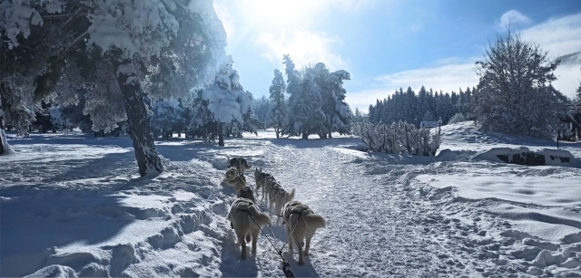  Paseo en trineo por los paisajes nevados de los Altos Alpes 
