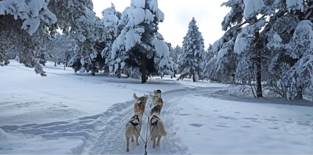  ¡Bautismo de mushing en marcha! 