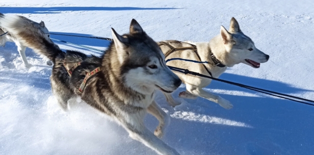  ¡Nuestros caninos son deportistas! 