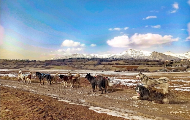  Fin de temporada de mushing
