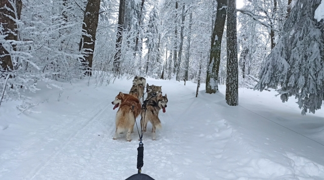  En medio de los bosques alpinos 