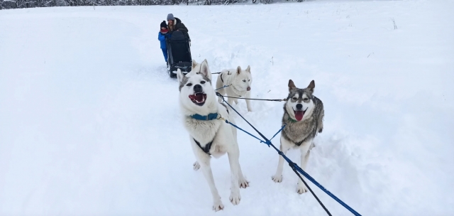  ¡Nuestros perros del norle le harán esperar! 