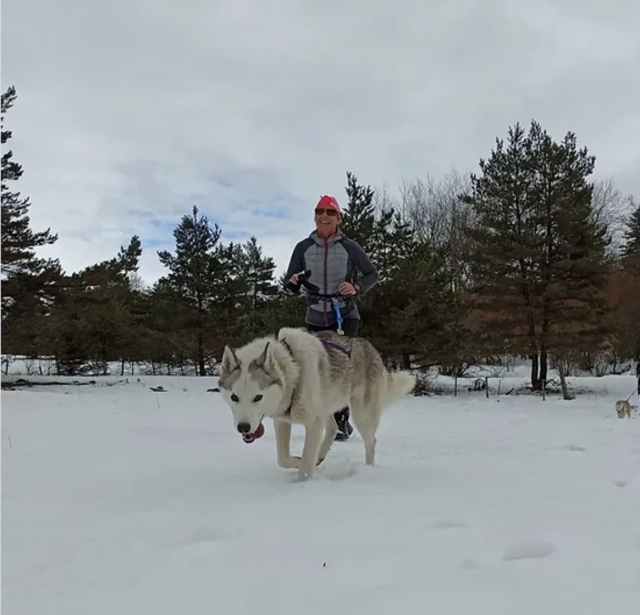  Remolcado por un perro nórdico