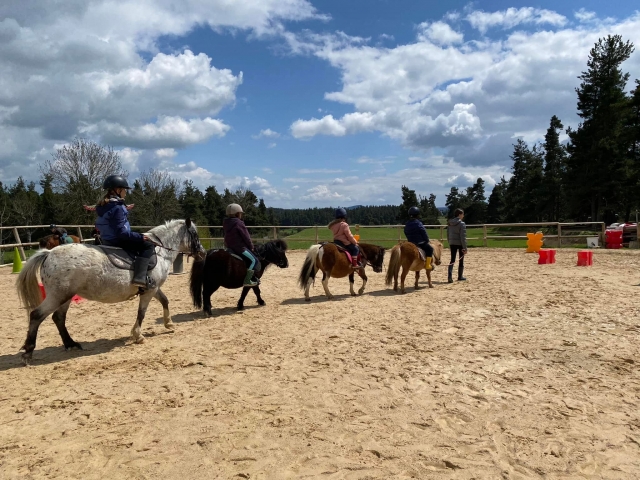  Paseo a caballo en el paddock de caballos y ponis 