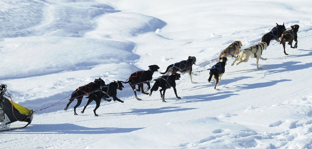  Paseo en trineo jalado por perros en los Altos Pirineos 