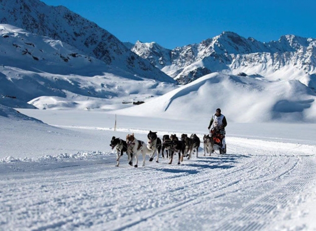 Emociones duranle la actividad de mushing 