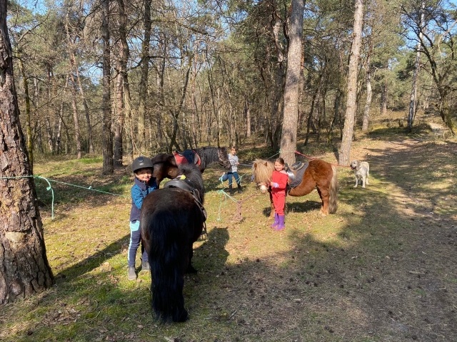  Preparar el pony antes del paseo 
