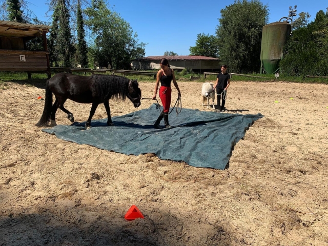  Trabajo con caballos 