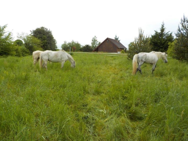  El bienestar de nuestros caballos es una prioridad 