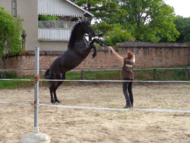  Vestir un caballo 