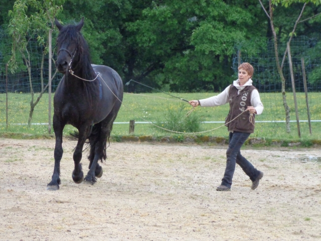  Entrenar un caballo 