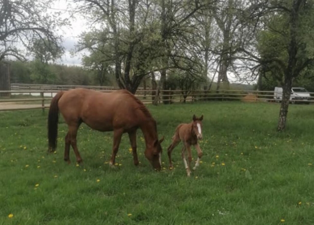  Nuestros ponis y caballos en la pradera