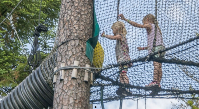 Sesión de escalada de árboles para niños 