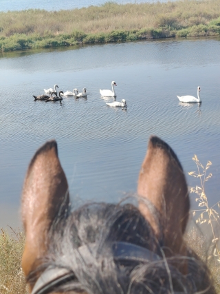 res_o-42306-randonnees-equestres_de_landreau-angelina_17844777666699.jpg