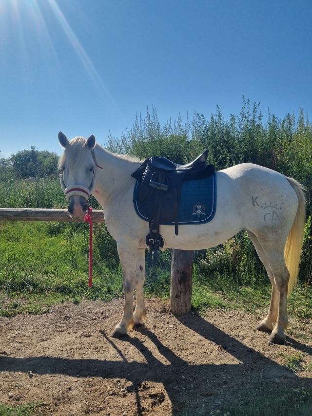 Opinión de Pinto sobre Paseo a caballo 1 hora en Villeneuve-lès-Maguelone