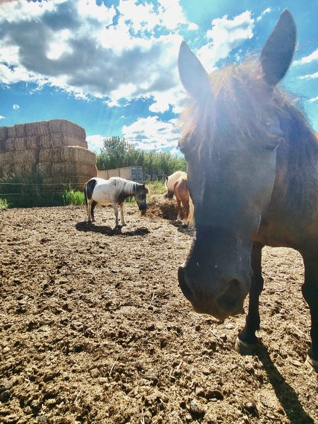 Opinión de Bouhadjeb sobre Paseo a caballo 1 hora en Villeneuve-lès-Maguelone