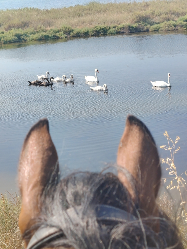 Opinión de Prou sobre Paseo a caballo 1h30 en Villeneuve-lès-Maguelone