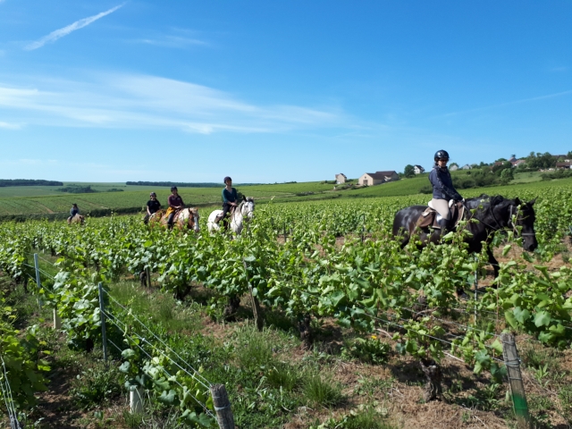 Ople por un paseo a caballo con sus amigos 