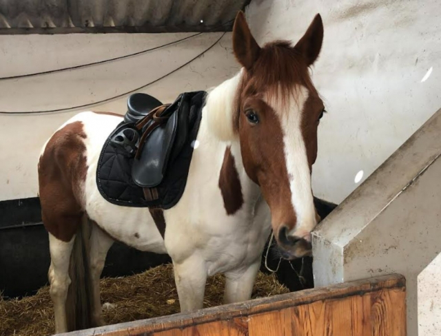  Elige su caballo para su paseo 