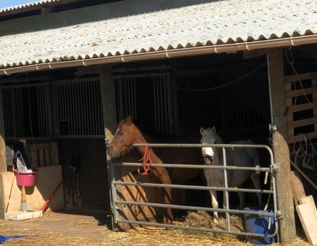 Equipa su caballo o pony antes de su clase de equitación 