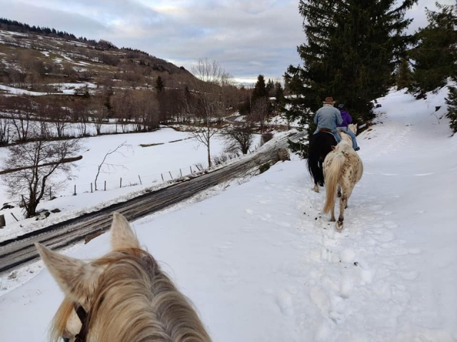  Venga a conocer nuestros ponis y burros 
