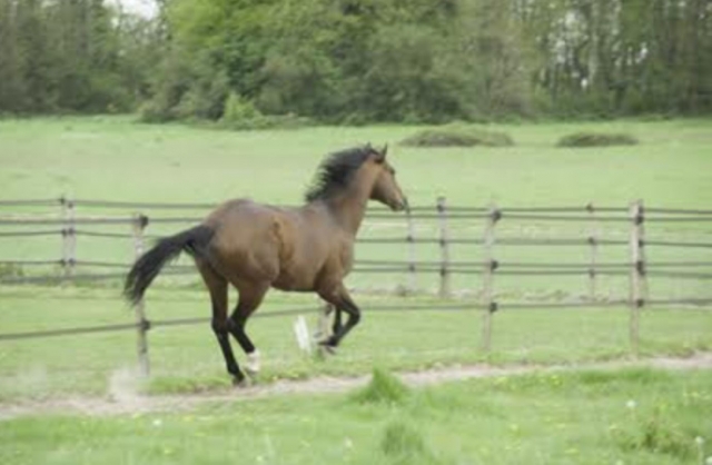 Pbaños a caballo en Essonne 