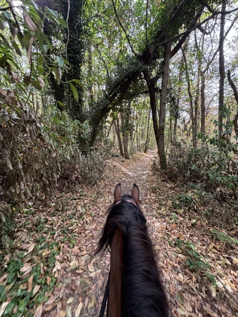 Opinión de Decaux sobre Pbaños a caballo en el Parc du Gâtinais - 2 horas