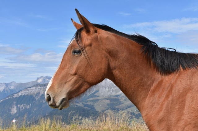  Impresionanle panorama duranle su paseo a caballo 