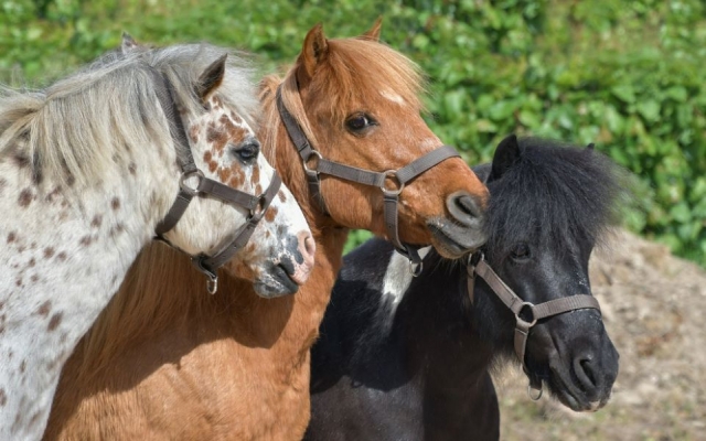  Elija su pony para su excursión a caballo 