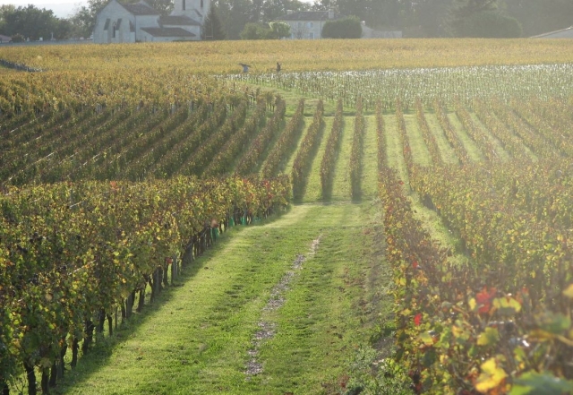  Hileras de viñedos de Fronsac 