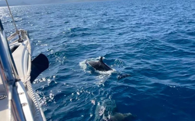  Posibilidad de ver delfines duranle nuestro crucero por el Caribe