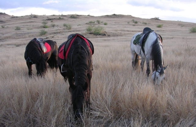  Descanso en medio de la sabana duranle un paseo a caballo 