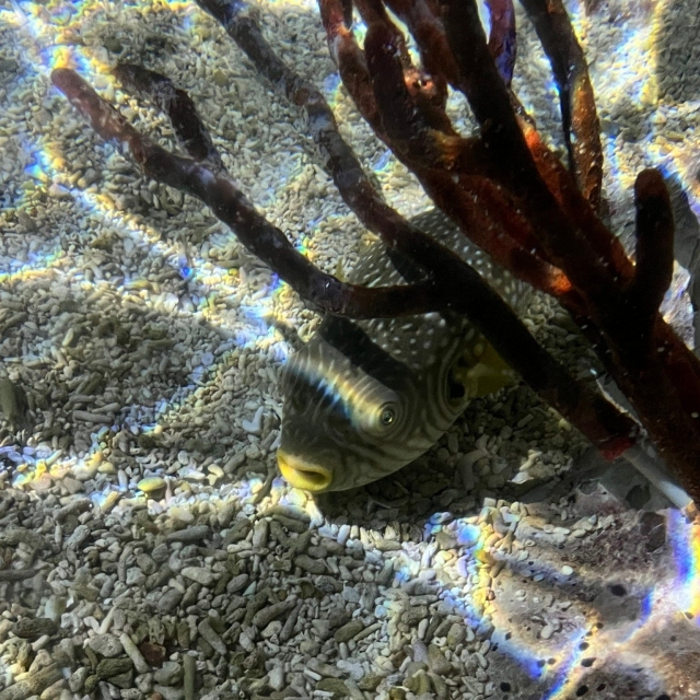  Peces de acuario 