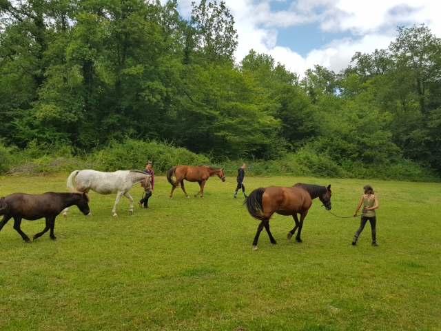  Nuestros caballos paseando por un prado