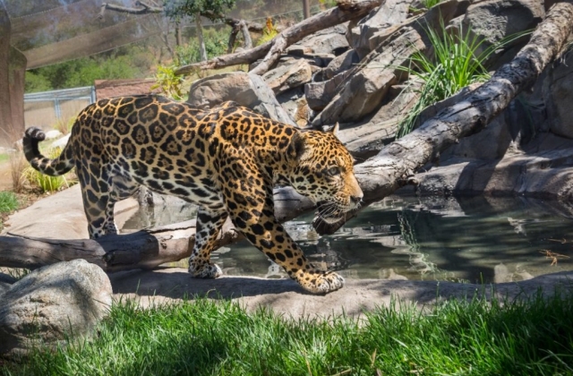  Nuestro gran felino: el jaguar 