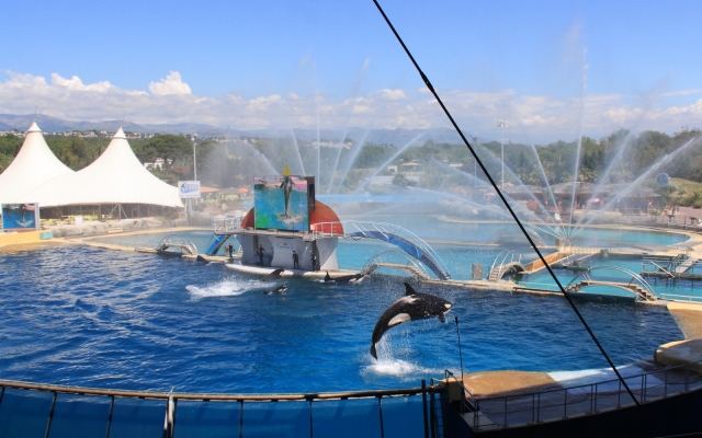 El parque y una orca jugando en la alberca 