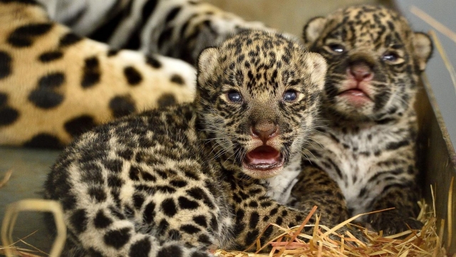  Nacimiento de jaguares en París 