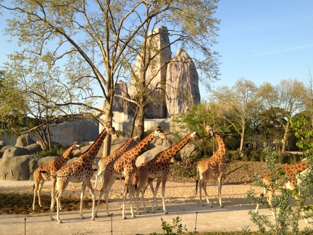  Jirafas en París reunidas 