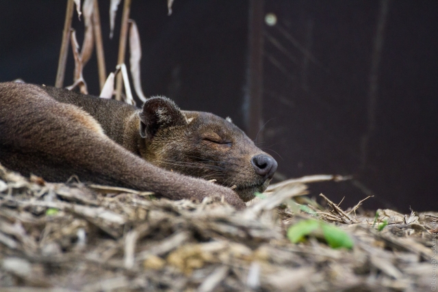  Parque-zoológico-de-París-fossa