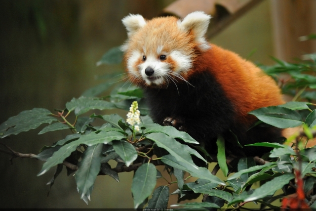 La colección de animales del Jardín des Plantes 