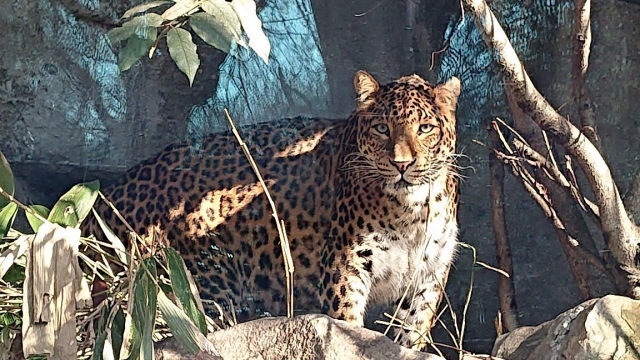  Los animales de la colección de animales le esperan 