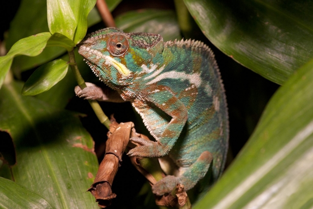  Un camaleón que se vuelve verde 