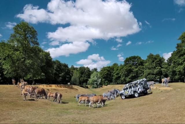  Un safari inmersivo al aire libre