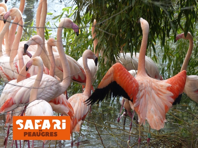  Sorprende un vuelo de flamencos rosados 