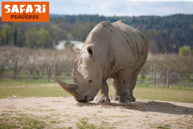  Majestuoso rinoceronle para encontrarnos en un safari 